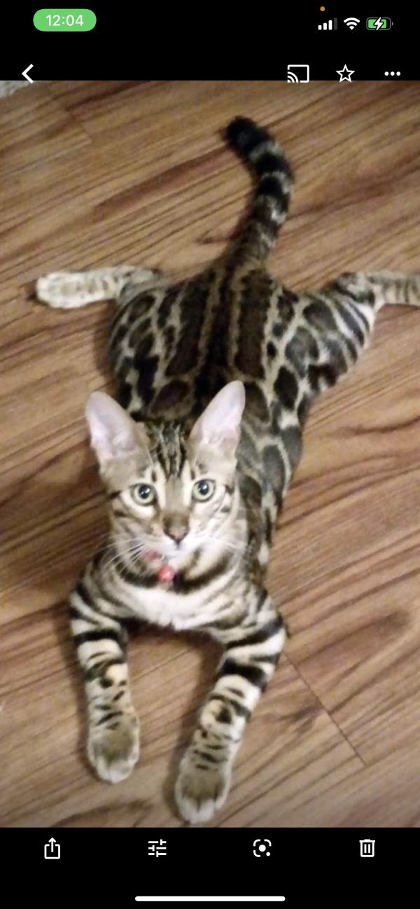 /Images/uploads/Cuddles Cat Cafe/uvac/entries/18161thumb.jpg